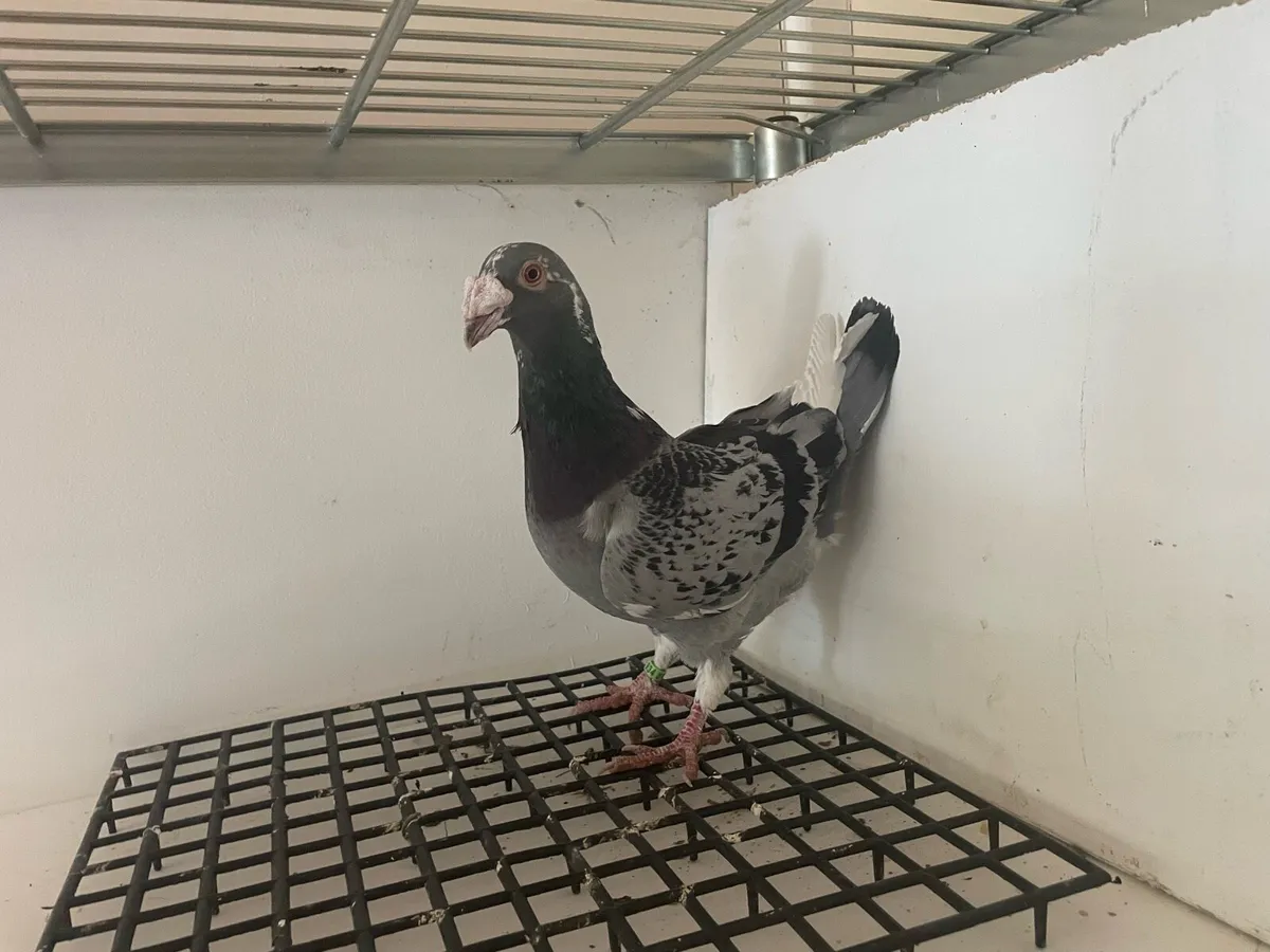 Pigeons - Image 2