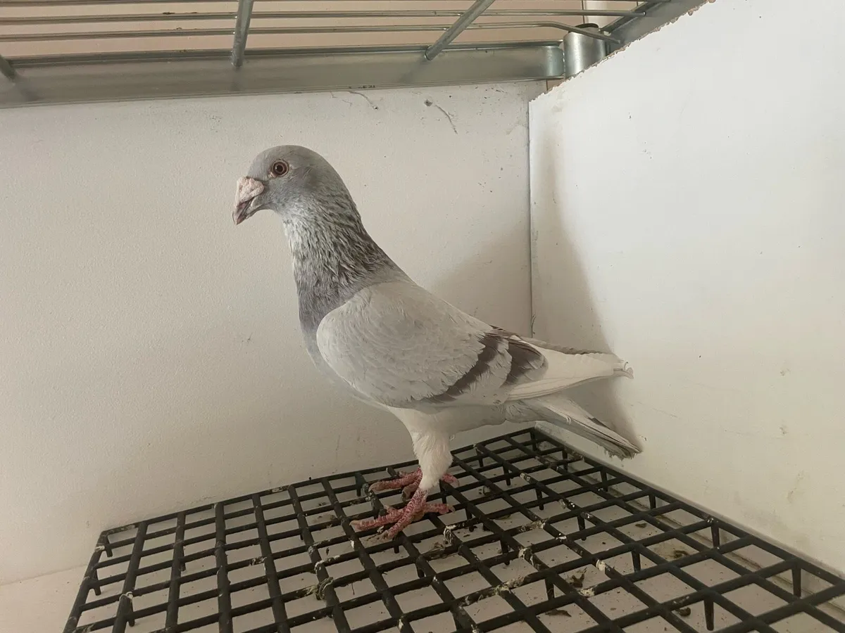 Pigeons - Image 4