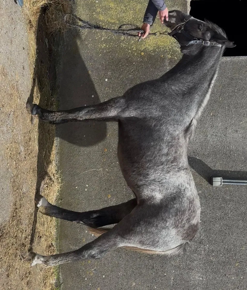 Connemara yearling filly - Image 1