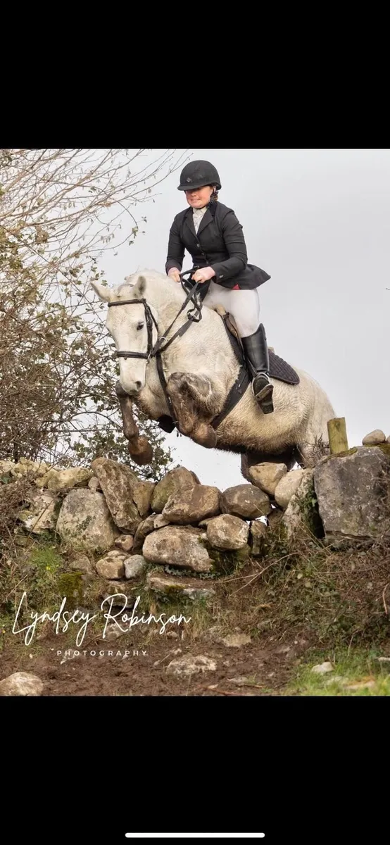 Connemara yearling filly - Image 3