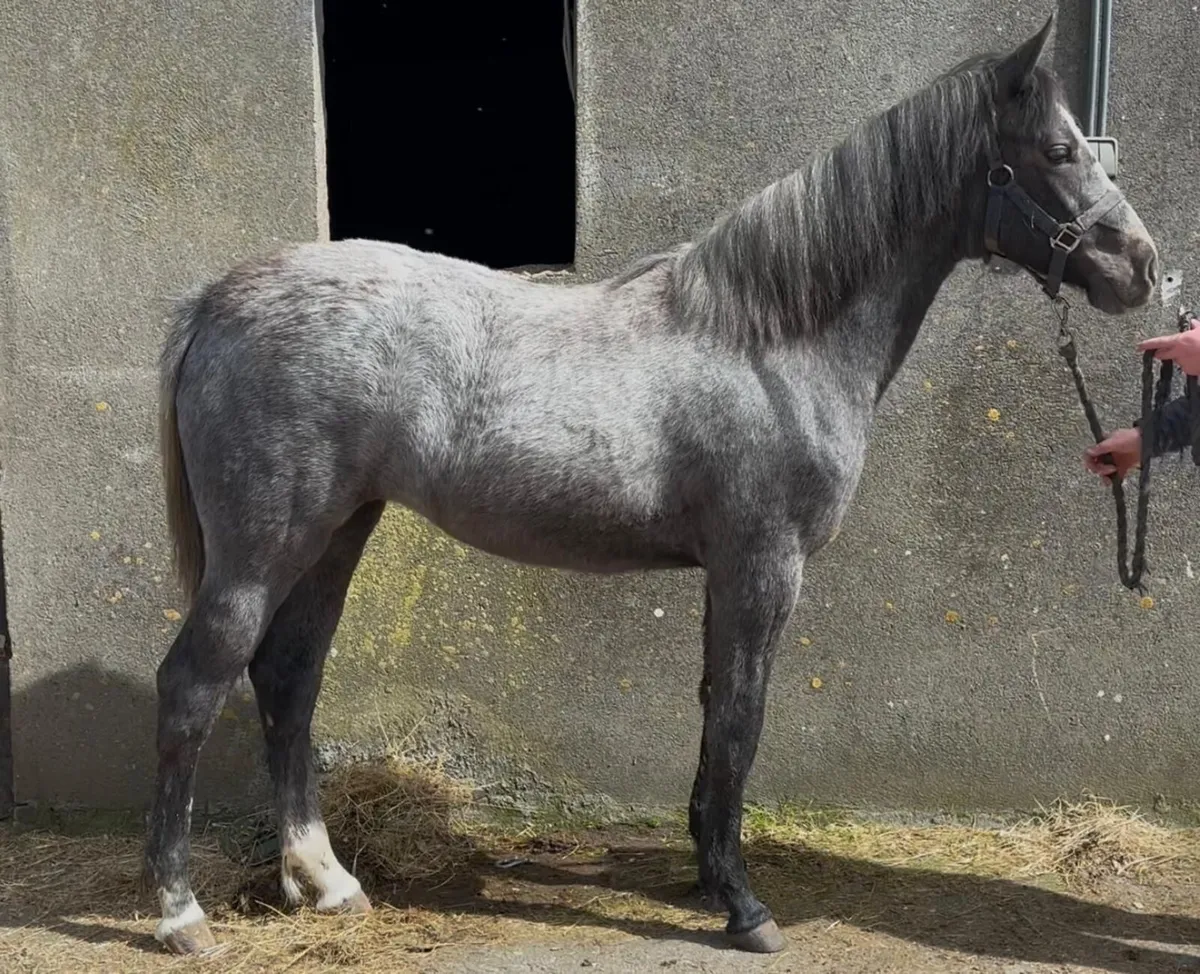 Connemara yearling filly - Image 2