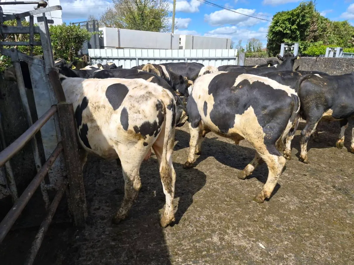 Pedigree registered friesian  bulls - Image 1