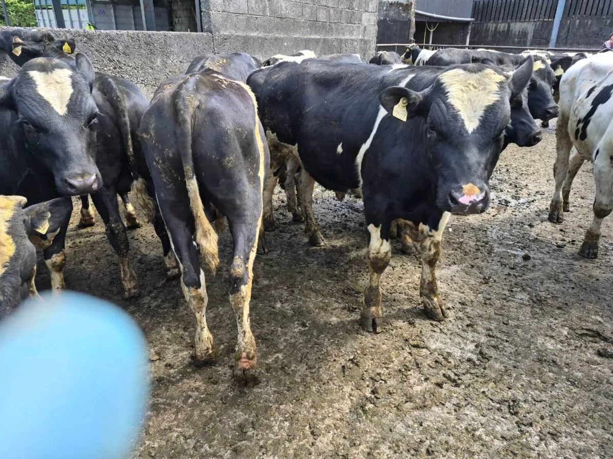 Pedigree registered friesian  bulls - Image 2