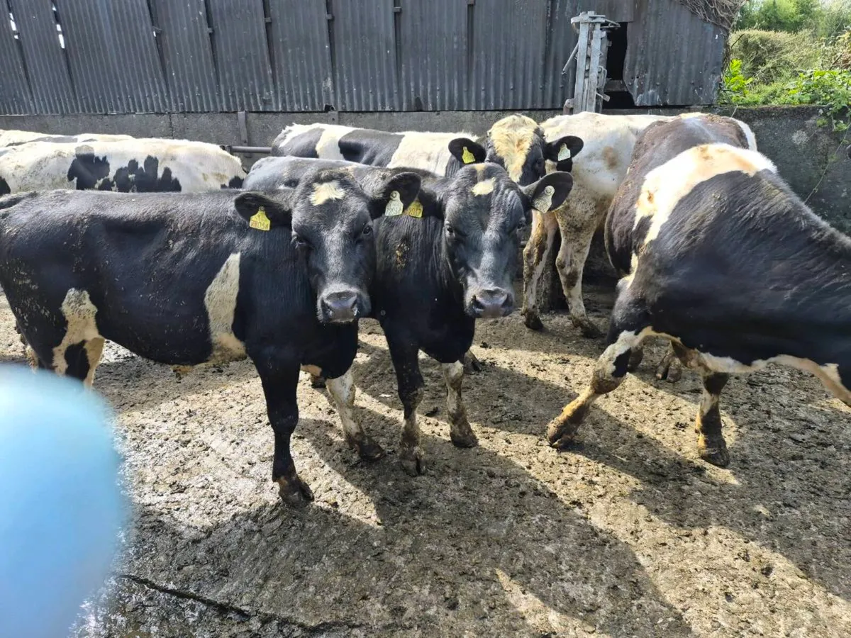 Pedigree registered friesian  bulls - Image 4
