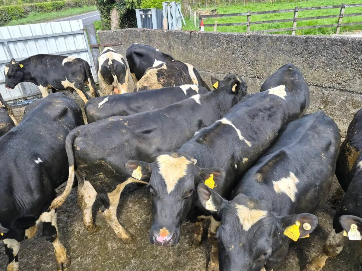 Pedigree registered friesian  bulls - Image 3