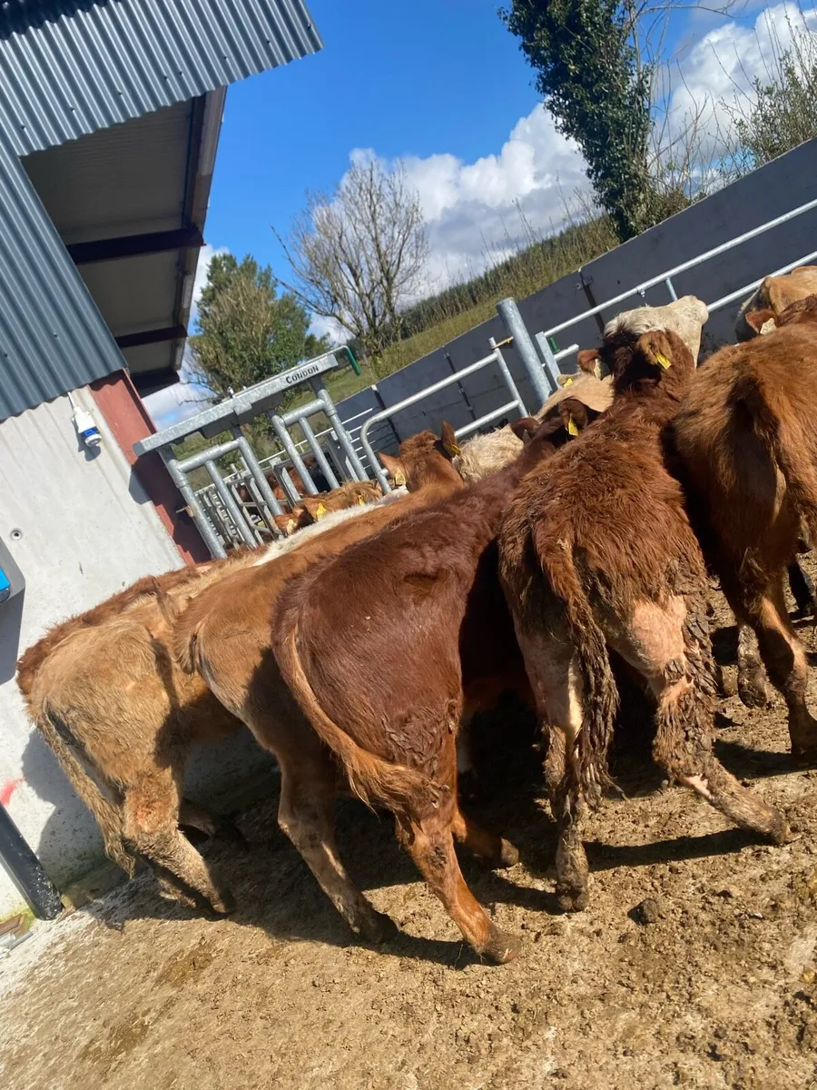 14 super charlaois and limousine heifer weanlings - Image 1