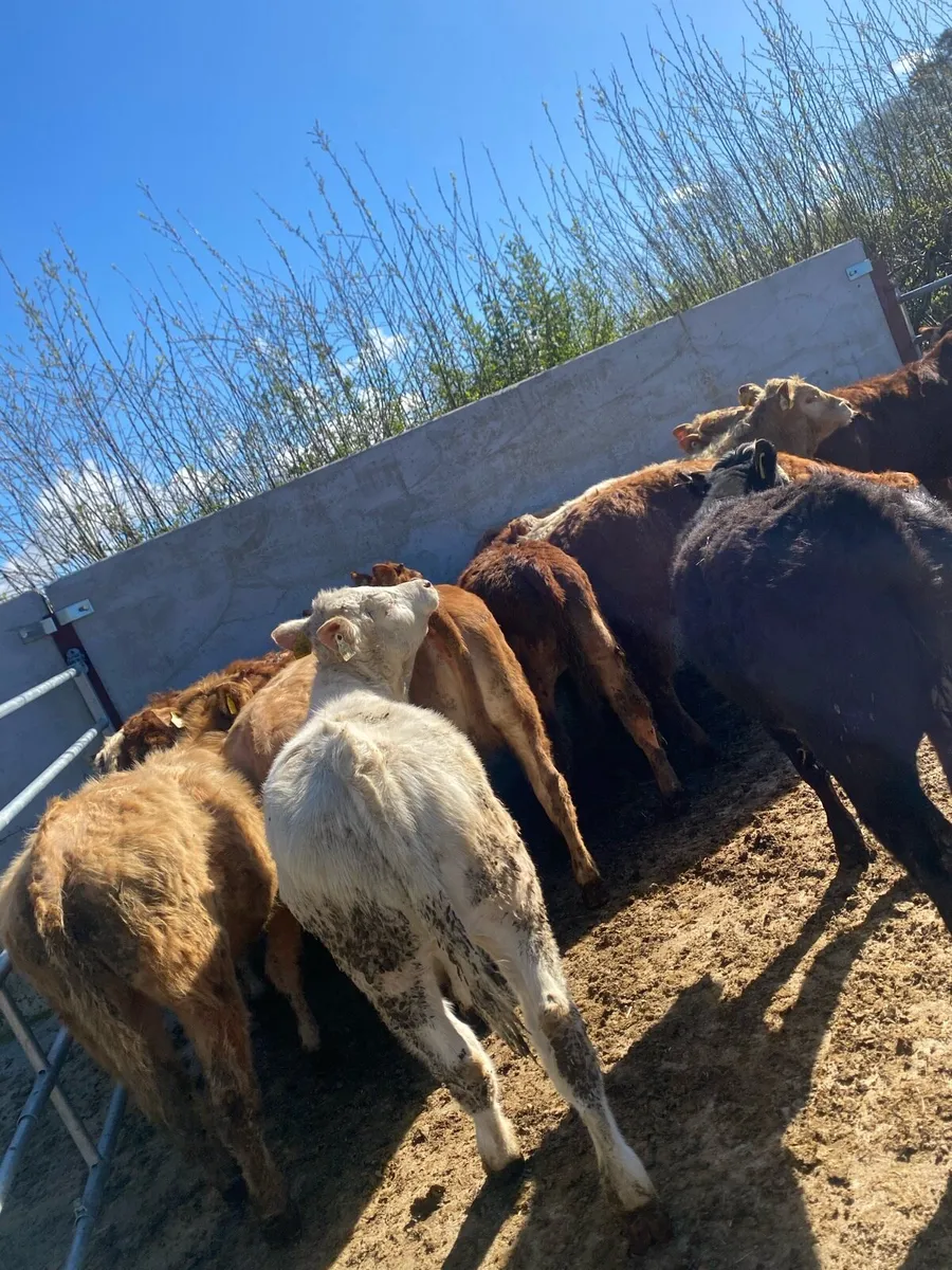 14 super charlaois and limousine heifer weanlings - Image 4