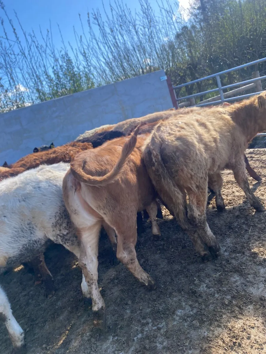 14 super charlaois and limousine heifer weanlings - Image 2