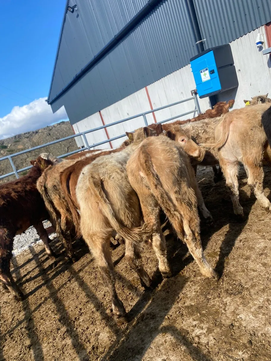 14 super charlaois and limousine heifer weanlings - Image 3