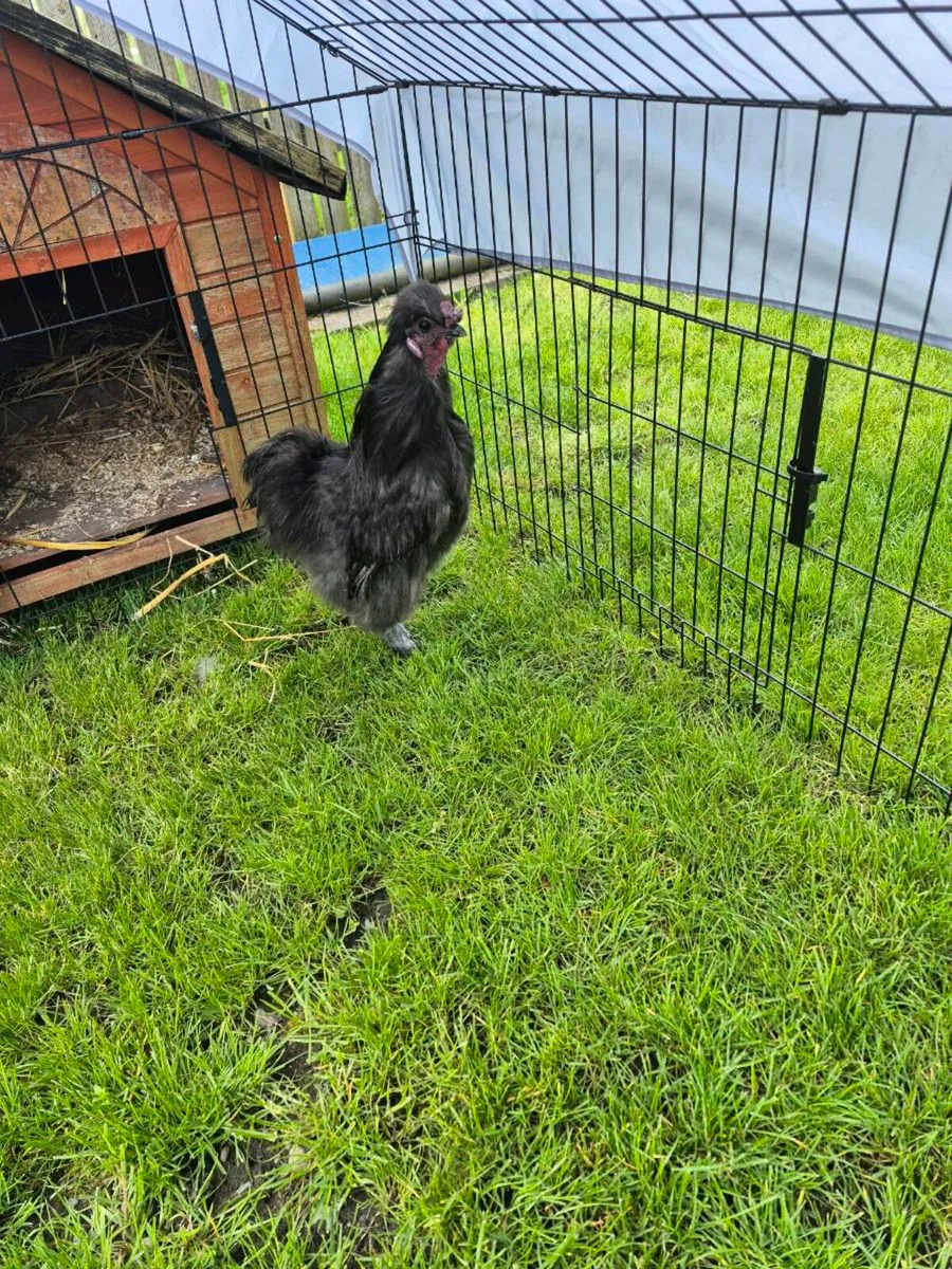 Rooster - Image 2