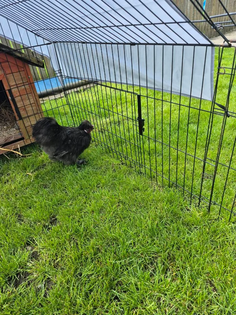 Rooster - Image 3