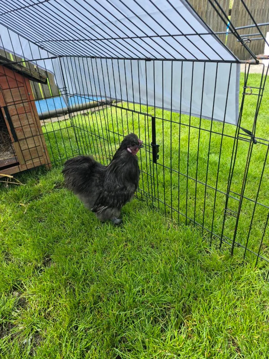 Rooster - Image 4
