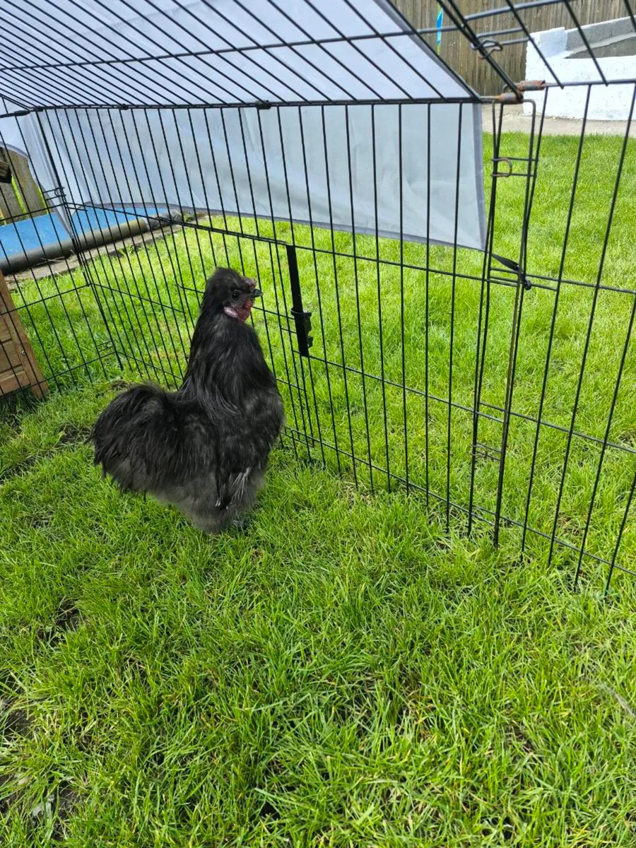 Rooster - Image 1