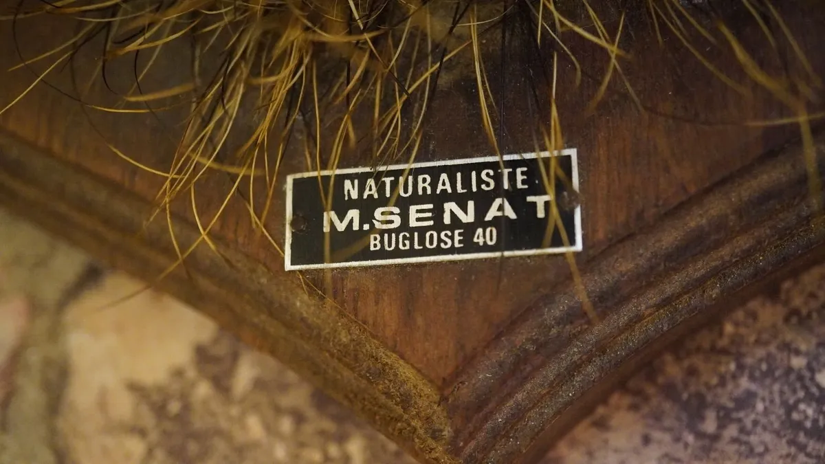 Boar Head Wall Mount - Image 3