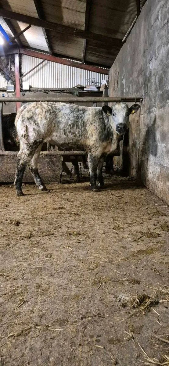 Heifers for sale - Image 1