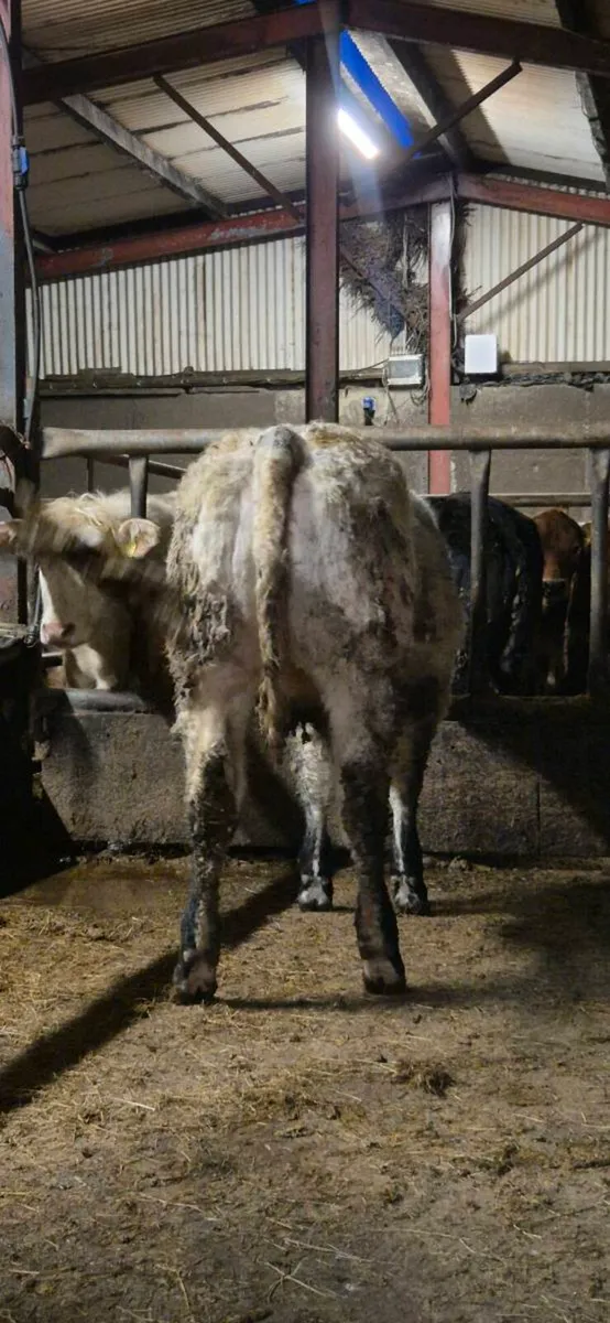 Heifers for sale - Image 3