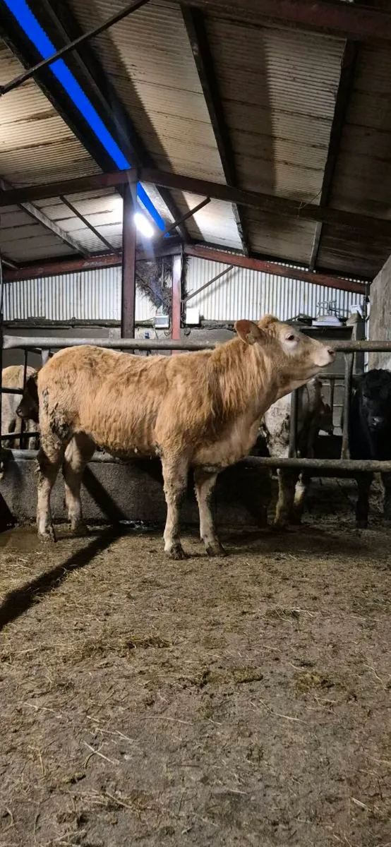 Heifers for sale - Image 4