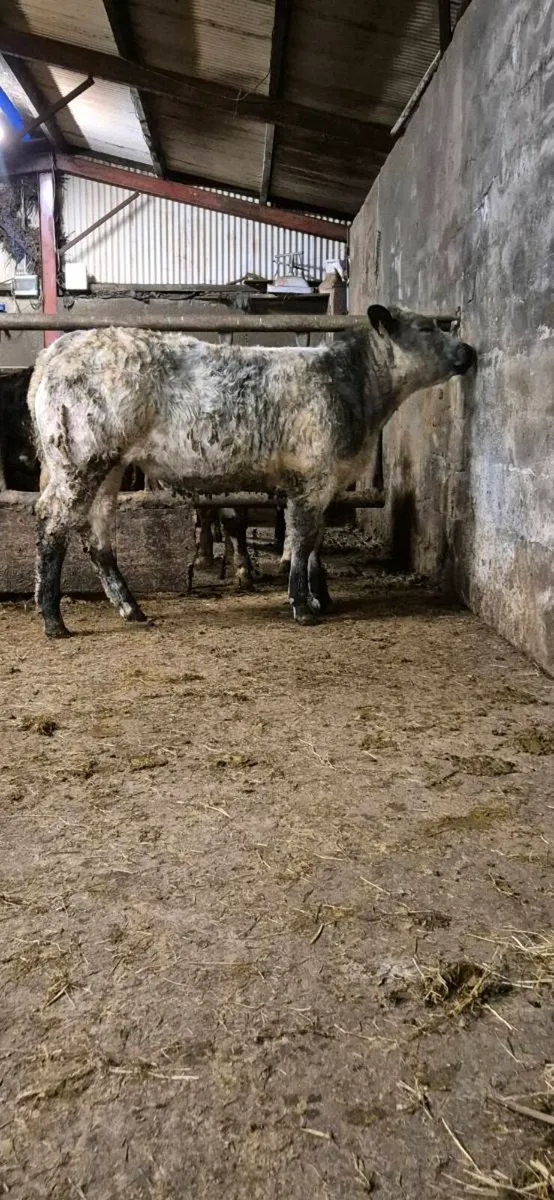 Heifers for sale - Image 2