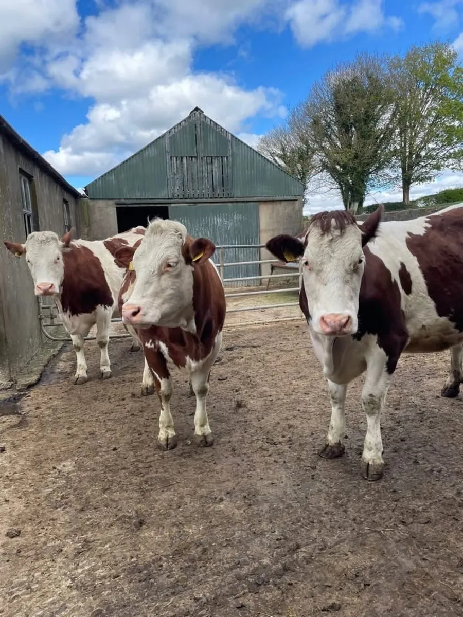 Dairy cattle - Image 1