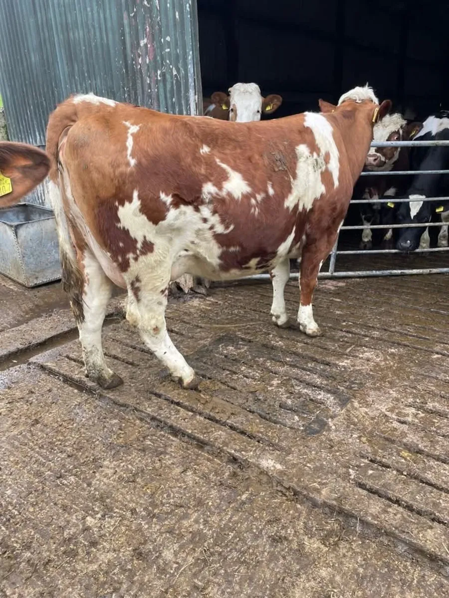 Dairy cattle - Image 2