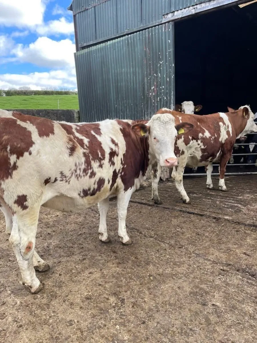 Dairy cattle - Image 3