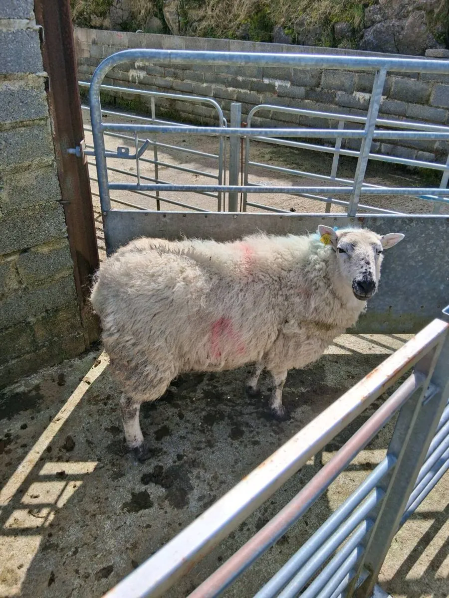 Foster ewe for sale - Image 1