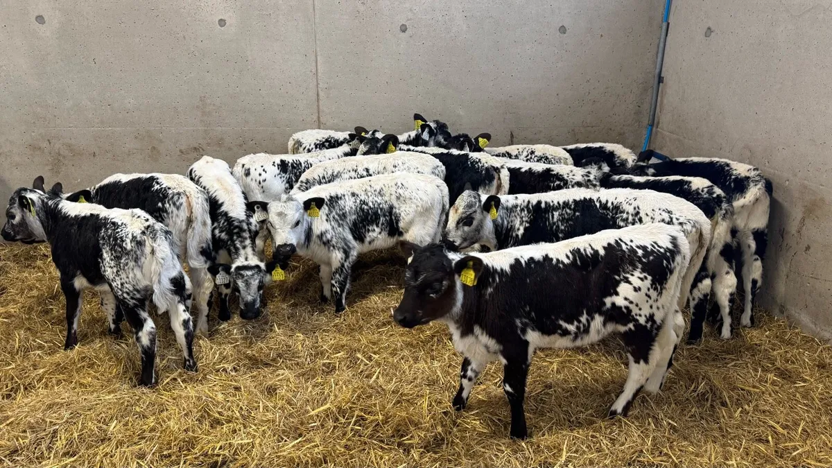 Speckle Park Heifers - Image 1