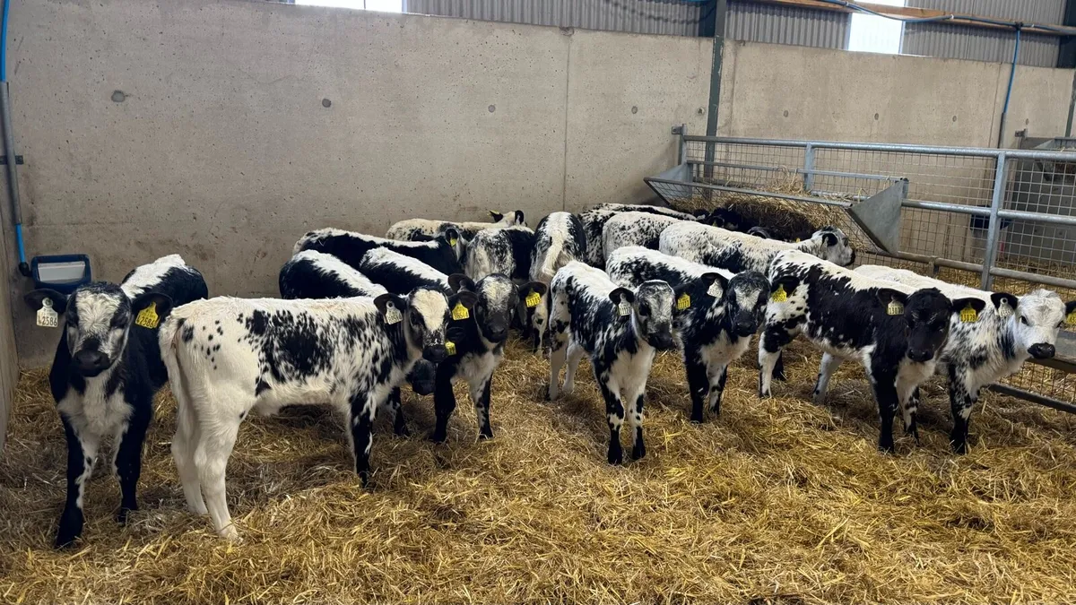 Speckle Park Heifers - Image 4