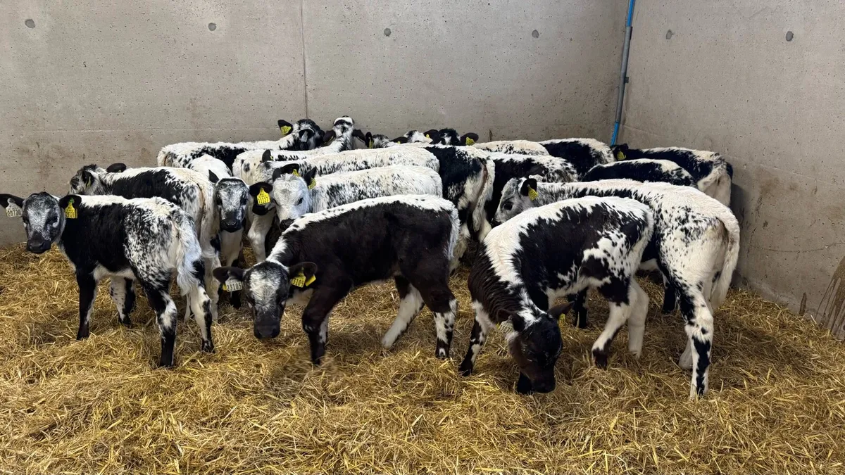 Speckle Park Heifers - Image 2