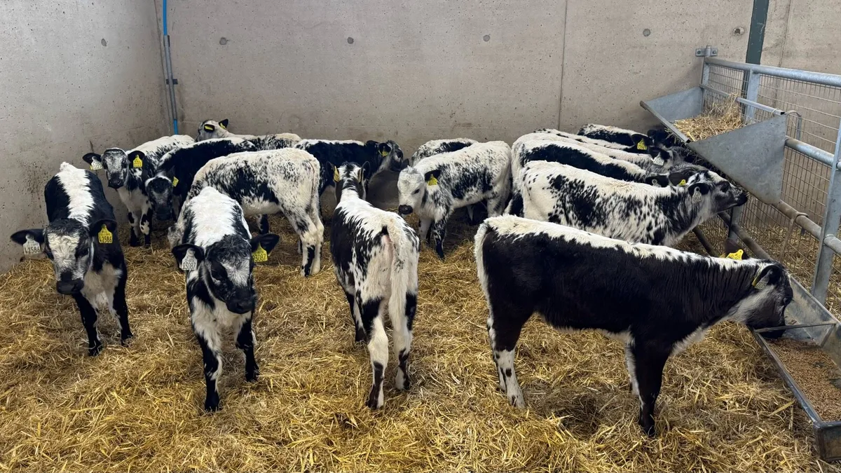 Speckle Park Heifers - Image 3