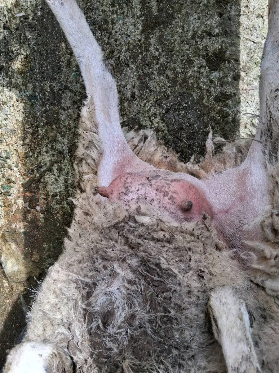 Foster ewe for sale - Image 2