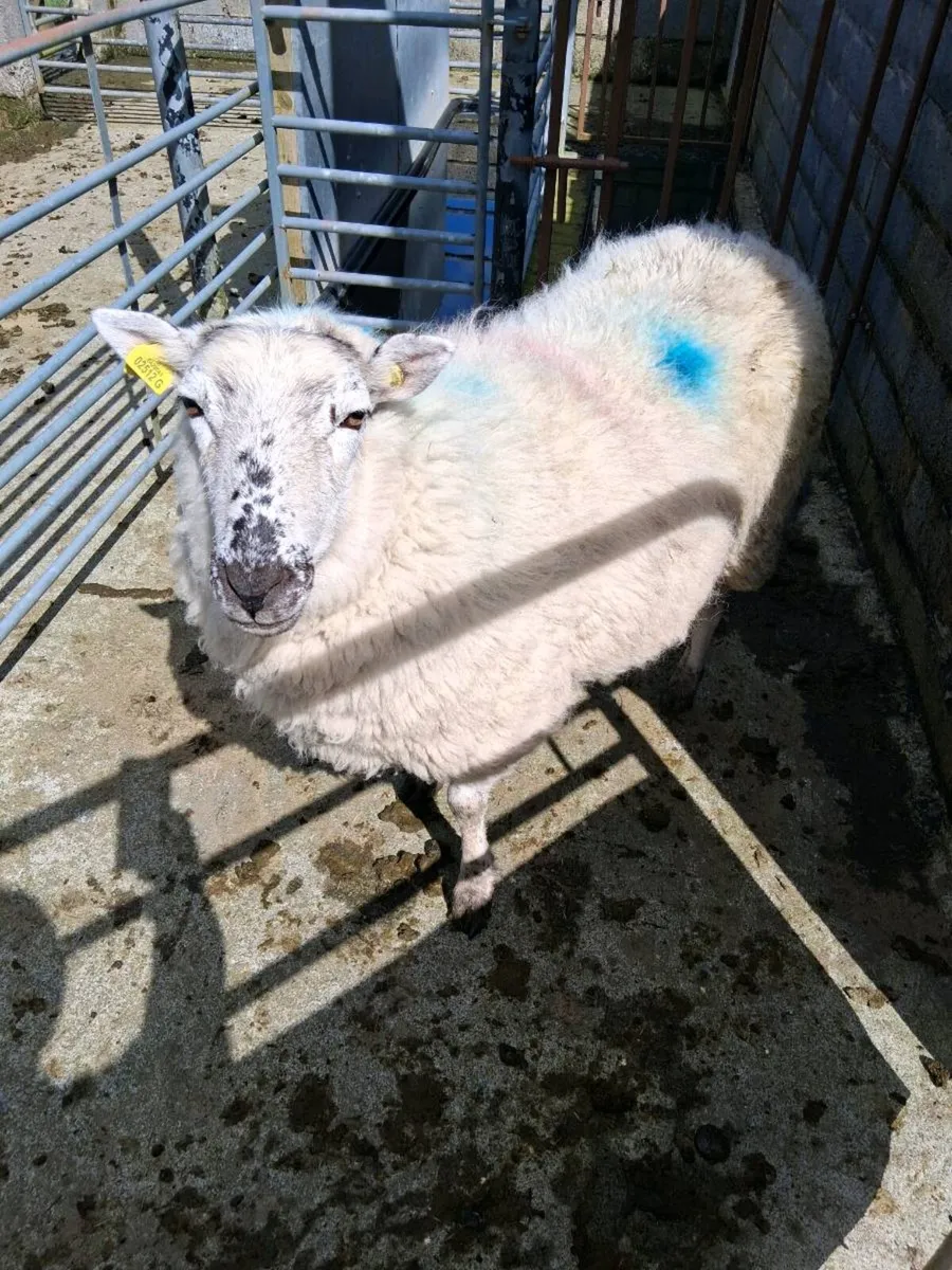 Foster ewe for sale - Image 3