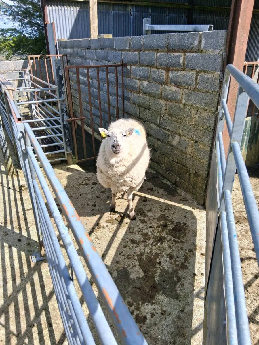Foster ewe for sale - Image 4