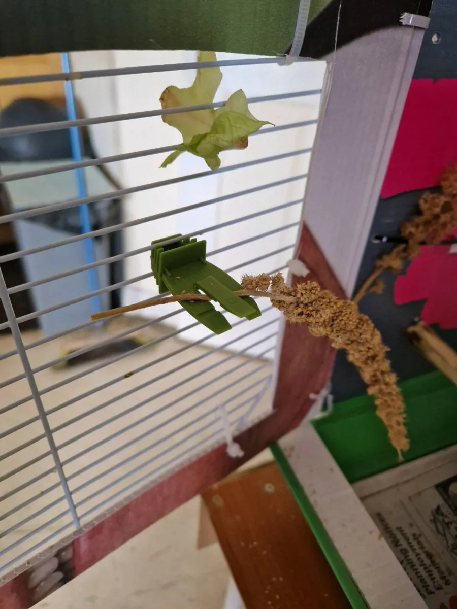 Bird  cage and food. - Image 4