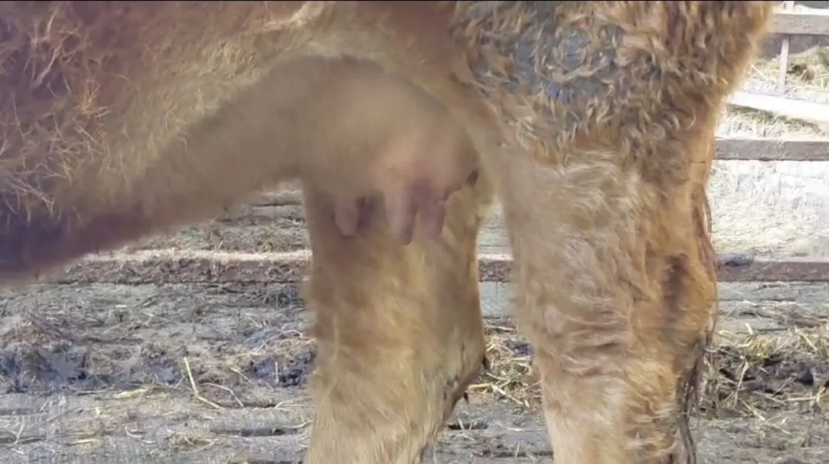 5 star pedigree In calf limousin heifer - Image 3