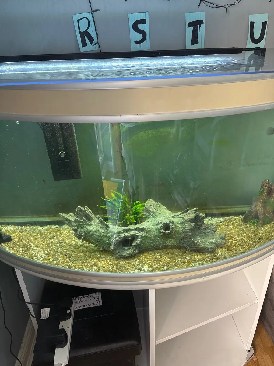 Aquarium 250L & Cichlids - Image 1