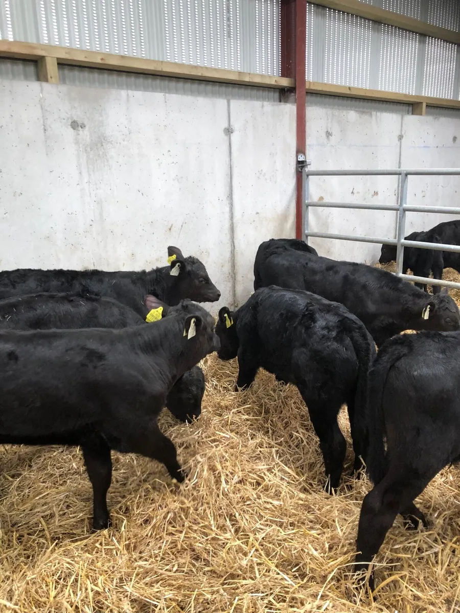 10 Angus Calves - Image 1