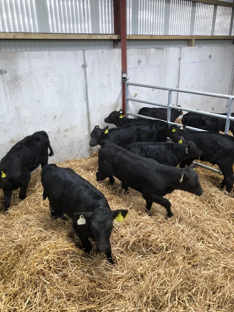 10 Angus Calves - Image 2