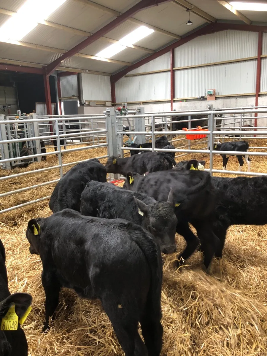 10 Angus Calves - Image 3