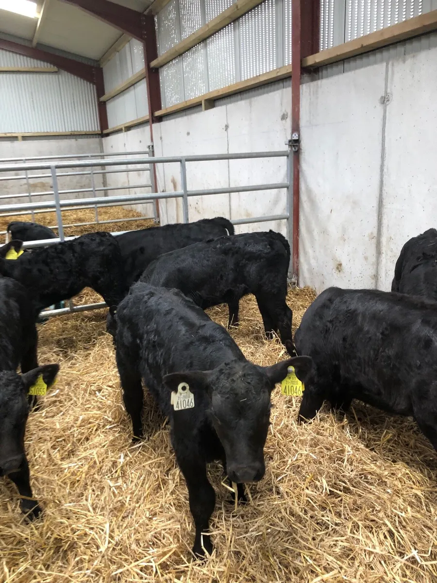 10 Angus Calves - Image 4