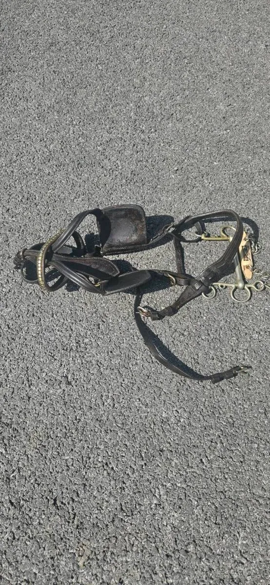 Leather harness - Image 1