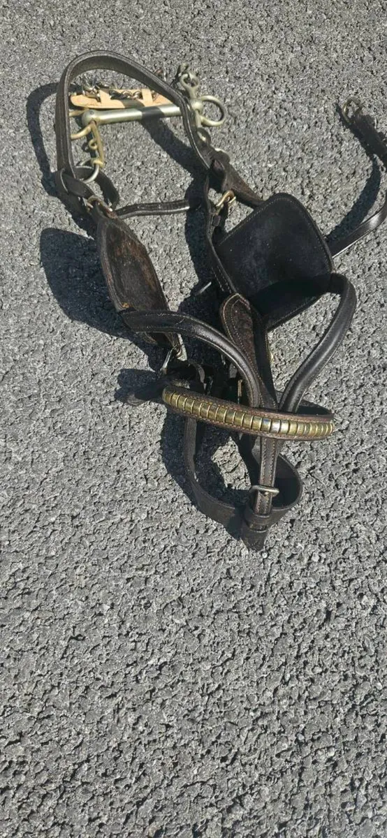 Leather harness - Image 2