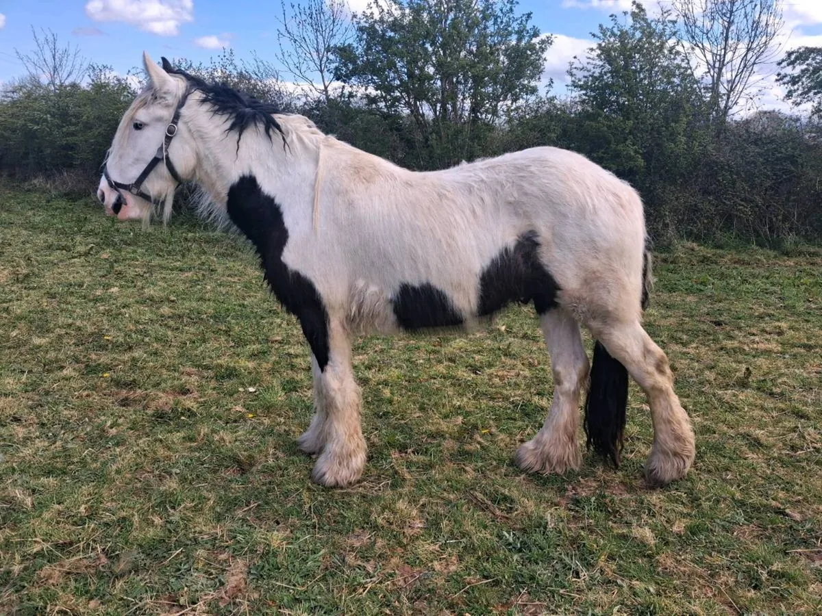 Piebald Cob 3yr Old - Image 1