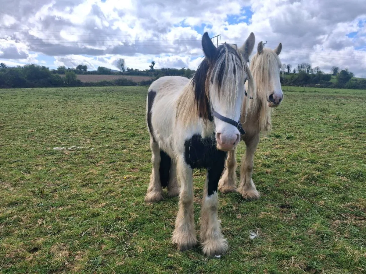 Piebald Cob 3yr Old - Image 3