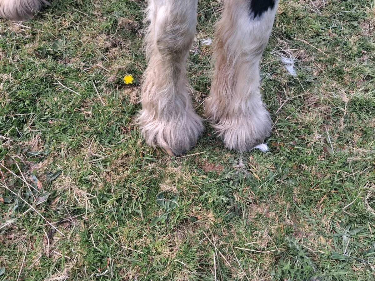 Piebald Cob 3yr Old - Image 4