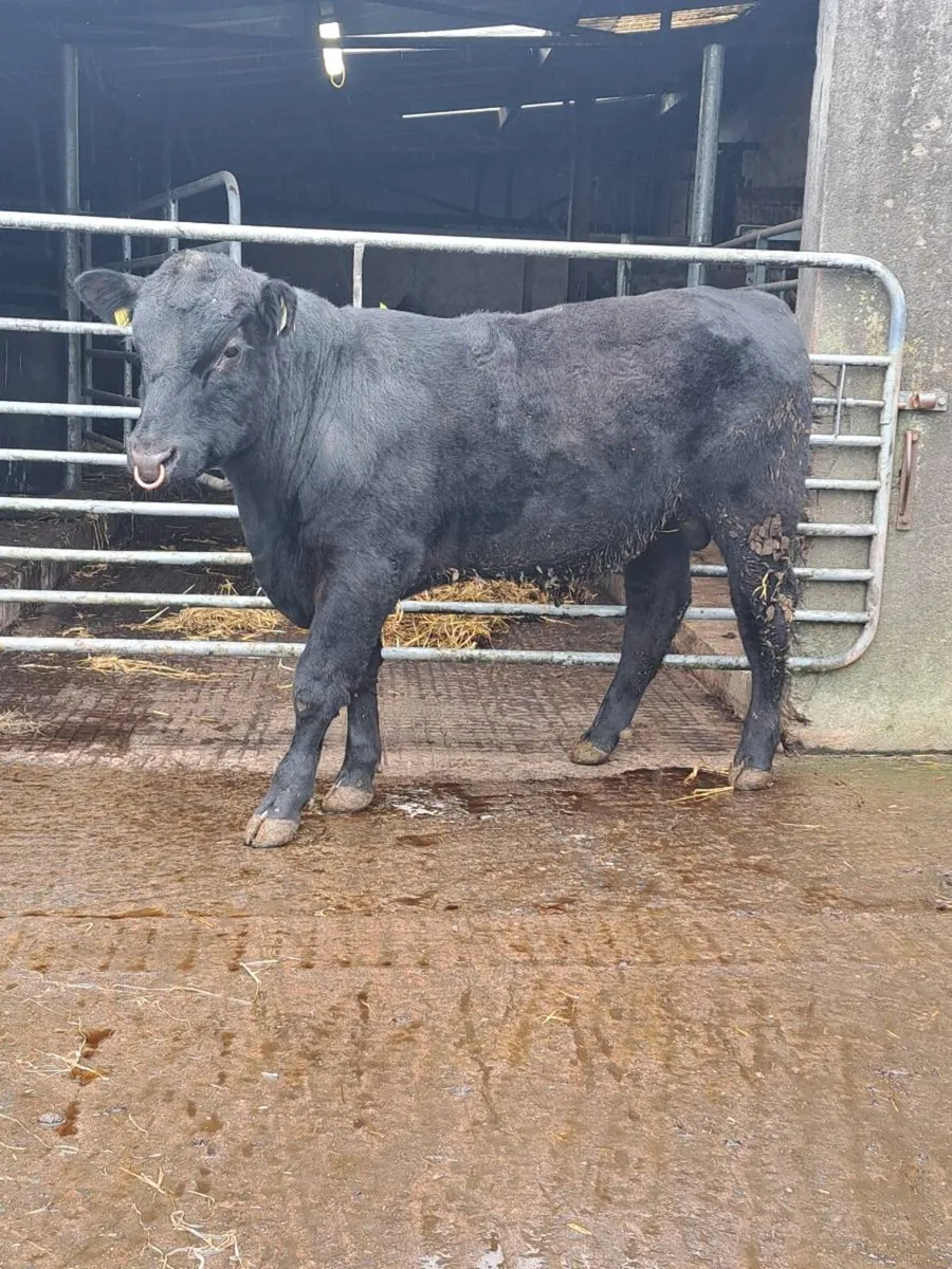 PBR Angus bull - Image 1