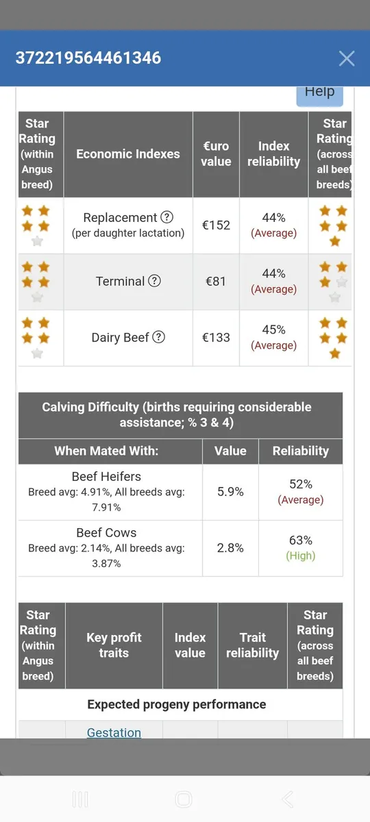 PBR Angus bull - Image 4