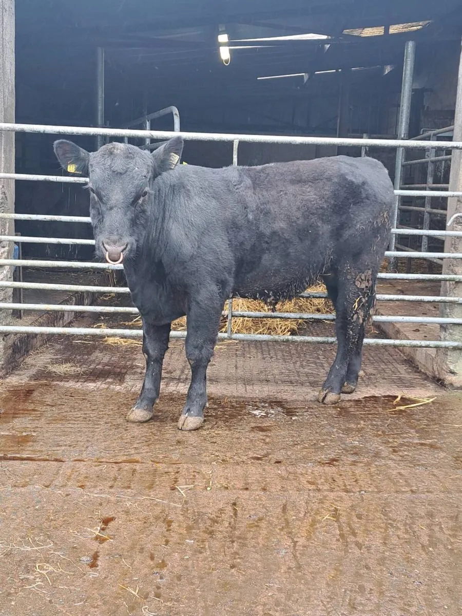 PBR Angus bull - Image 2