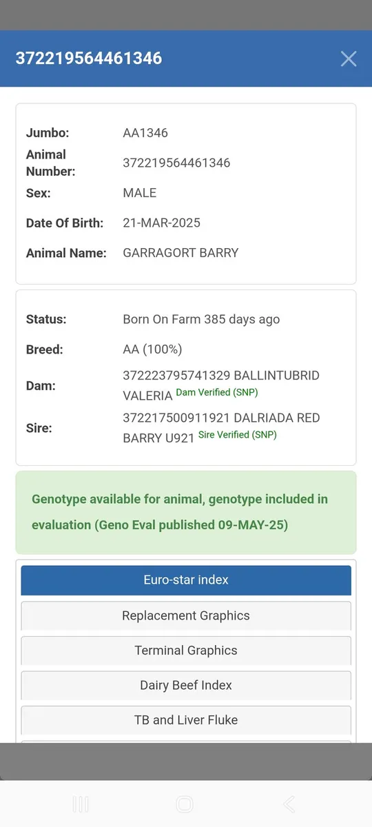 PBR Angus bull - Image 3