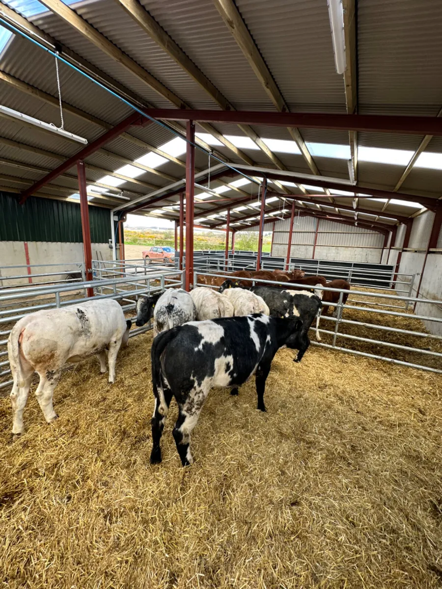 Blue heifers - Image 1